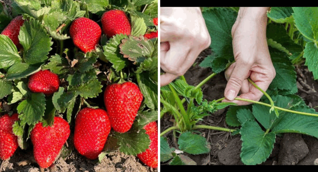 Після 30 серпня агрономи підживлюють полуницю лише ЦИМ: закладка урожаю на 2026 