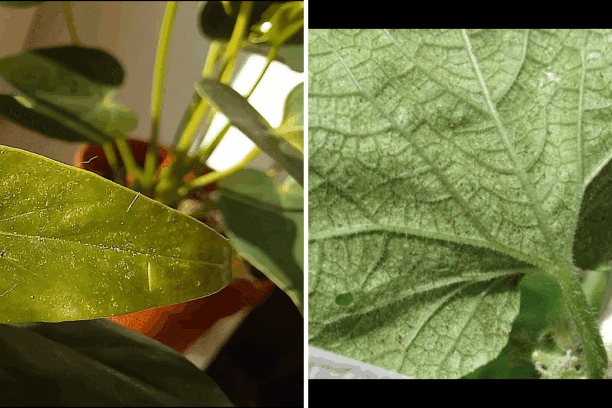 Як вигнати з грядок павутинного кліща