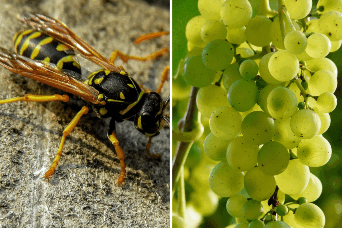 Фермери розповіли, як захистити виноград від шкідників