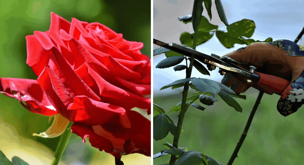 Ця схема обрізки троянд – гарантія розкішного цвітіння: такої краси не бачила за всі 50 років 