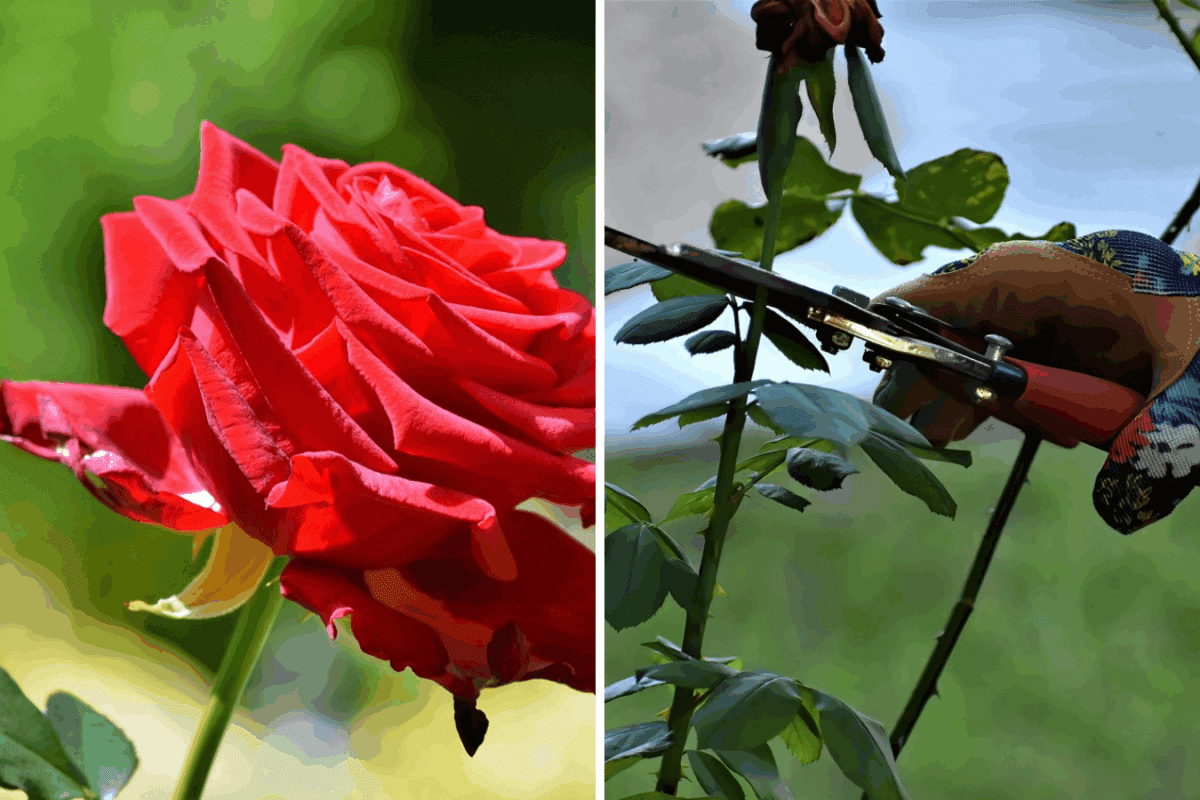 Схема обрізки троянд, яка забезпечить пишне цвітіння