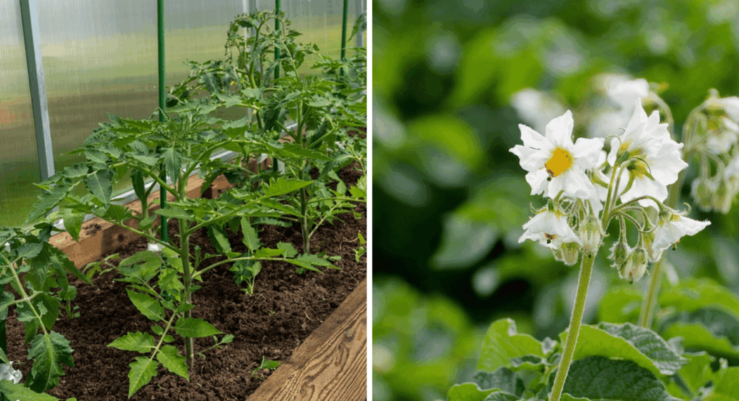Таємниця предків: що раніше робили з хворим бадиллям картоплі та томатів – 99% НЕ спалювали 