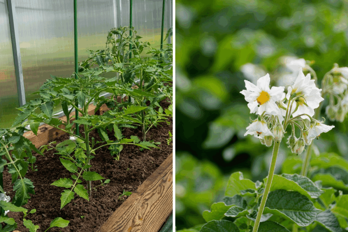 Як правильно використати бадилля з картоплі або томатів