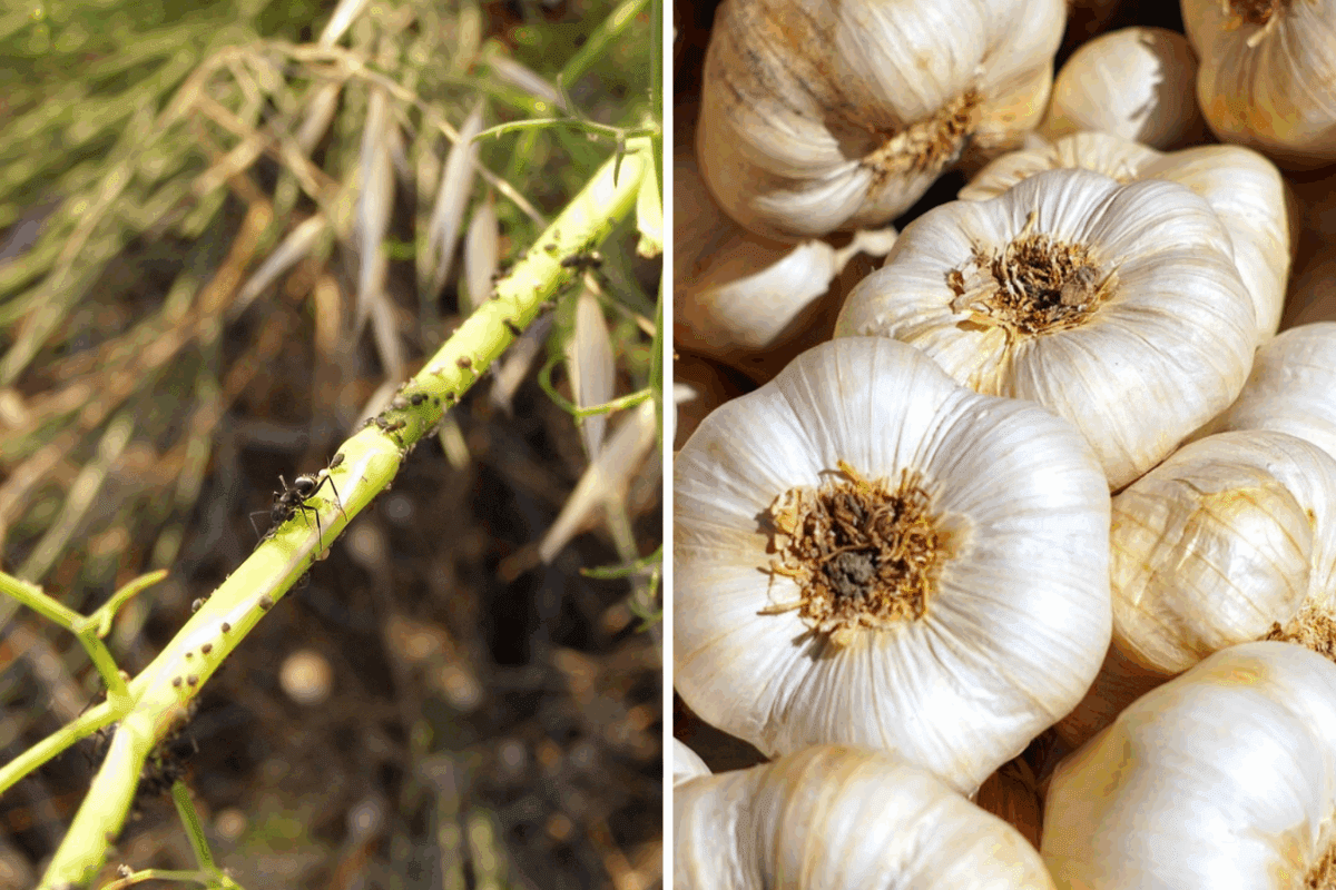 Дієвий засіб від попелиці на городі