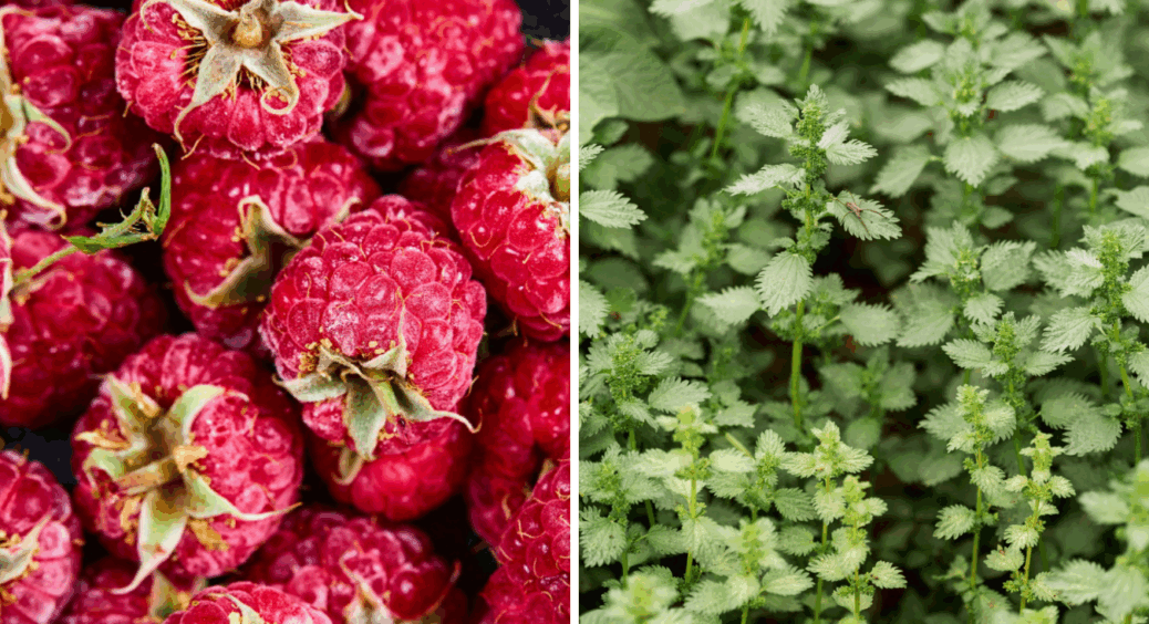 Зібрали урожай малини в серпні 2025? Підживіть ягідні кущі ось цим, щоб плодоносили в 2026-му 