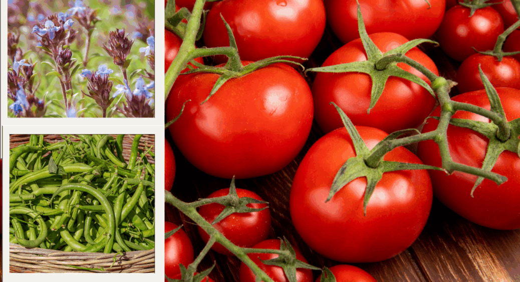 З чим садити помідори, щоб урожай подвоївся: про це вам НЕ розповість сусід по дачі 