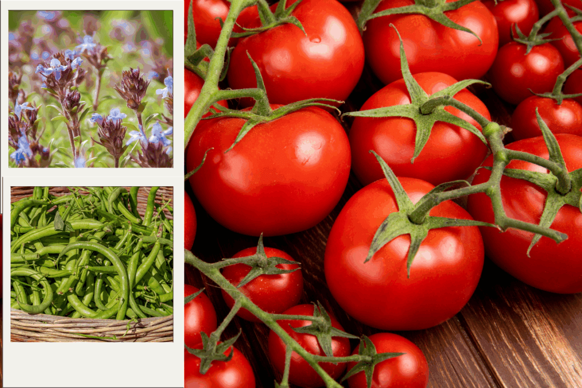 Які городні культури можна саджати поряд із помідорами