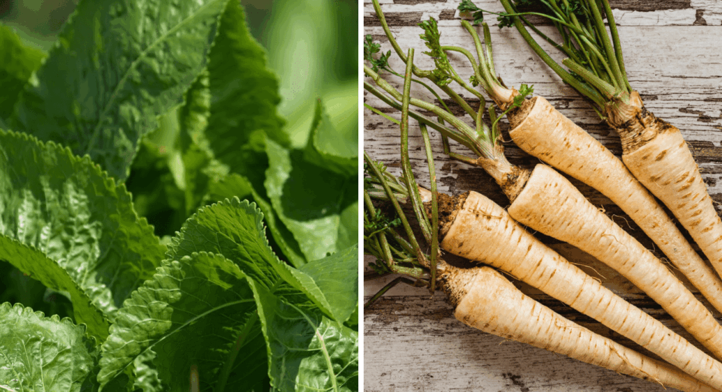 Як позбутися хріну на ділянці: 4 дієві лайфхаки дачникам на замітку – спрацюють на 1000% 