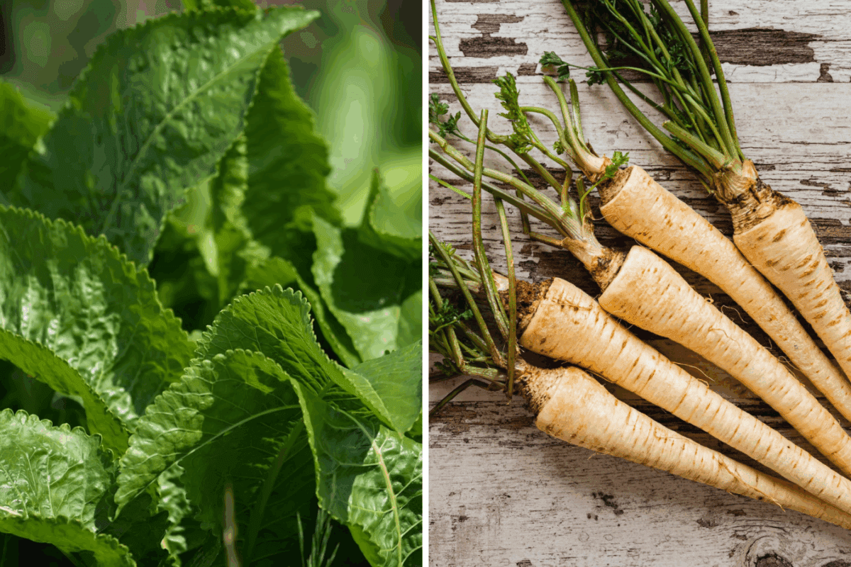 Городники розповіли, як викорінити хрін з ділянки