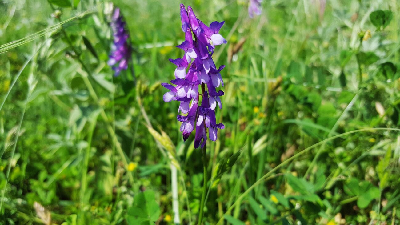 Садівники пояснили, які сидерати слід посадити в серпні для хорошого врожаю-2026