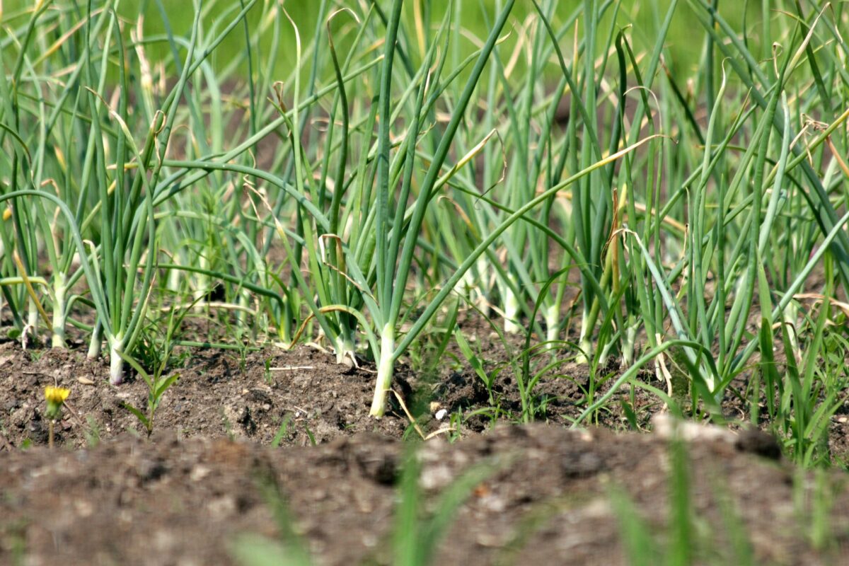 Експерт розповів, чим можна ефективно відлякувати шкідників