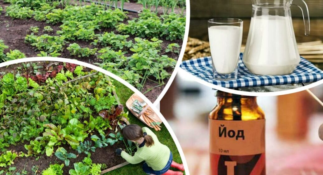 Урожай за 3 копійки: як застосовувати калієву селітру, борну кислоту та йод на городі 