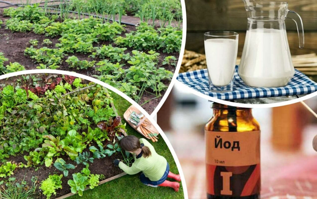 Аграрії розповіли, як підживити город без дорогих мінеральних добрив