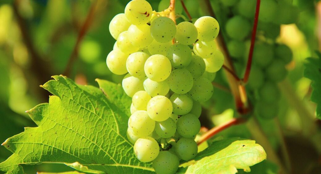 Не зробите цього восени, навесні ніякі добрива не допоможуть: ось як отримати по 100 кг винограду 