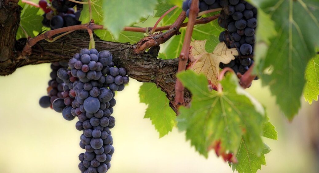 В Одесі грона винограду по 30 см, а все тому що його поливають цим: бубки – що треба 