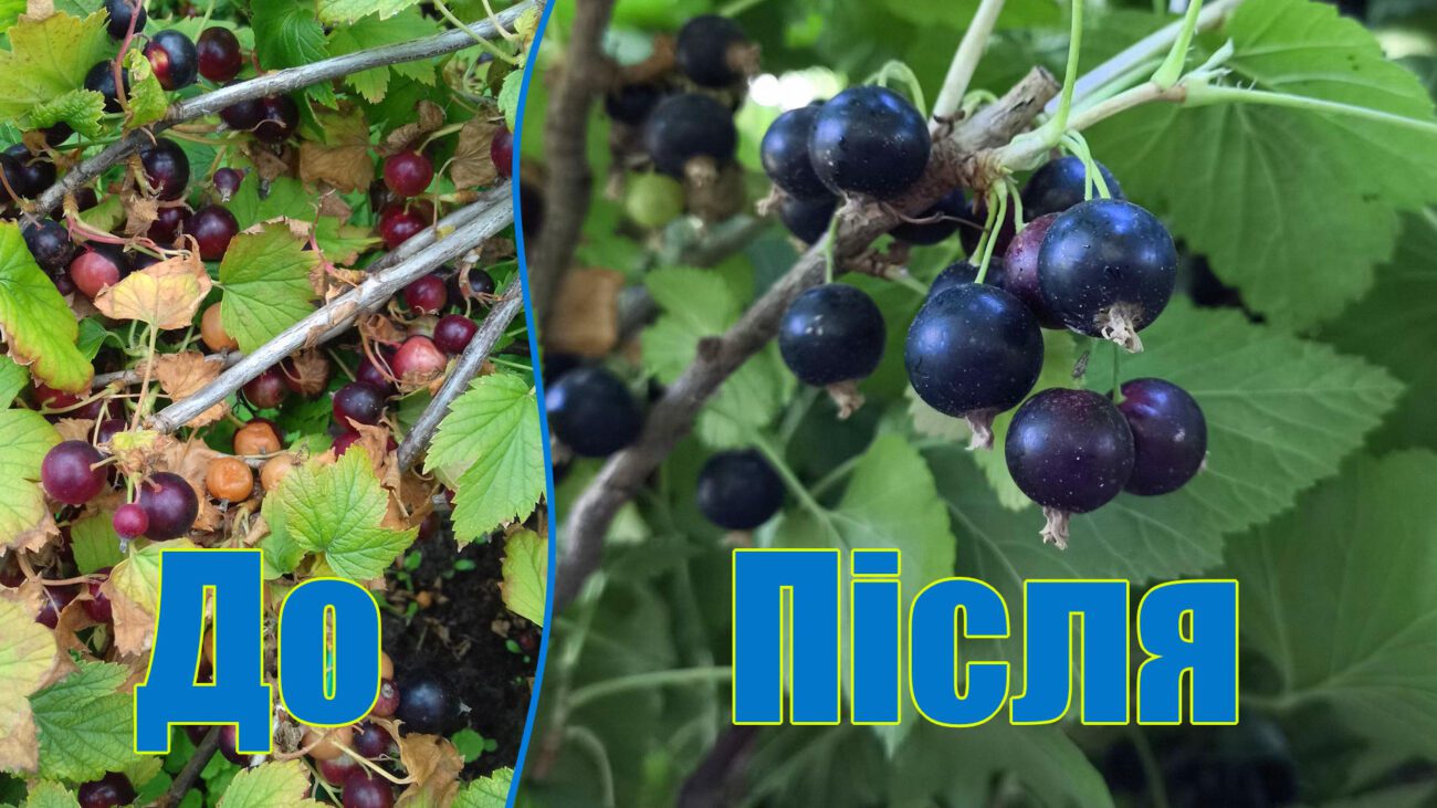 Агрономи пояснили, що робити при сірій гнилі на смородині