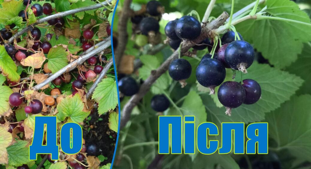 Якщо смородина гниє на кущі – знайомтесь, сіра гниль. Що кажуть робити агрономи? 
