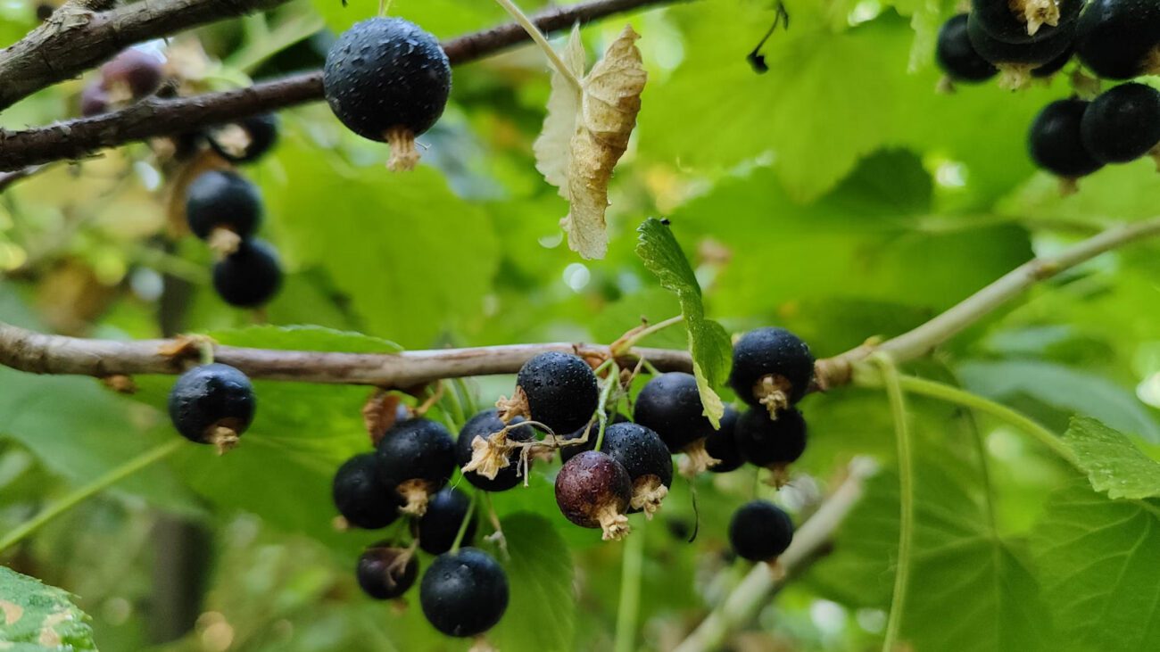 Садівники розповіли, як зупинити сіру гниль на ягідних кущах