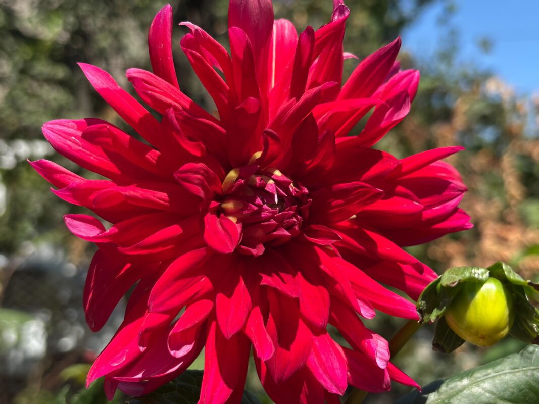 Квітникарі розповіли, як виростити гарні жоржини