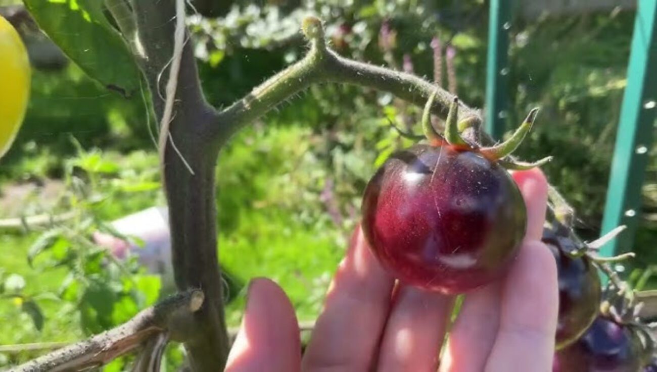 Агроном розповів, який сорт помідорів плодоносить до заморозків