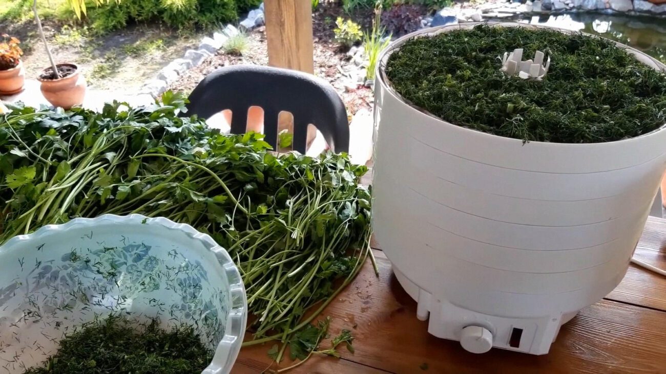 Господині порадили 3 способи сушіння кропу, щоб він не втрачав колір і аромат