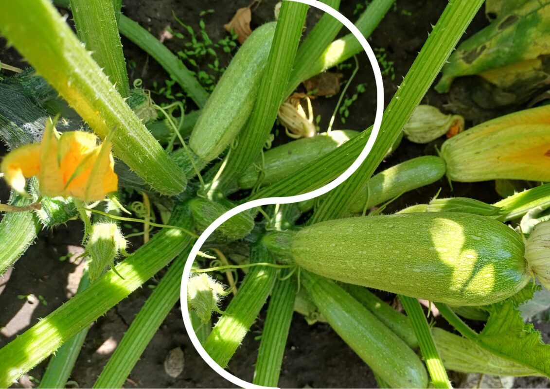 Садівники пояснили, чим на Полтавщині поливають кабачки після 1 вересня