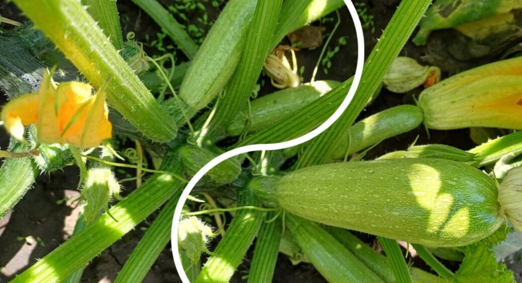 “Ні краплі жалю”: роблю це з кущами кабачків у 2025 і збираю овочі нескромно – ящиками 