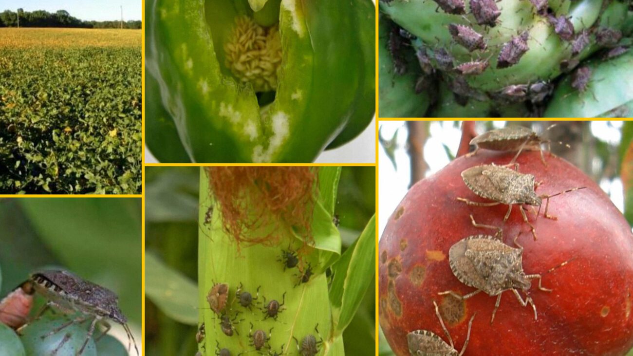 Агрономи попередили про небезпечного клопа, що загрожує всьому врожаю