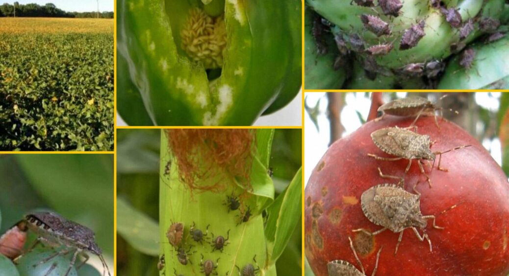 Загрожує понад 100 культурам: який небезпечний клоп може знищити українські врожаї 