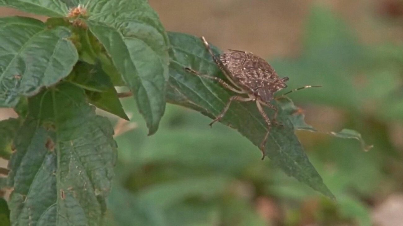 Агрономи попередили про небезпечного клопа, що загрожує всьому врожаю
