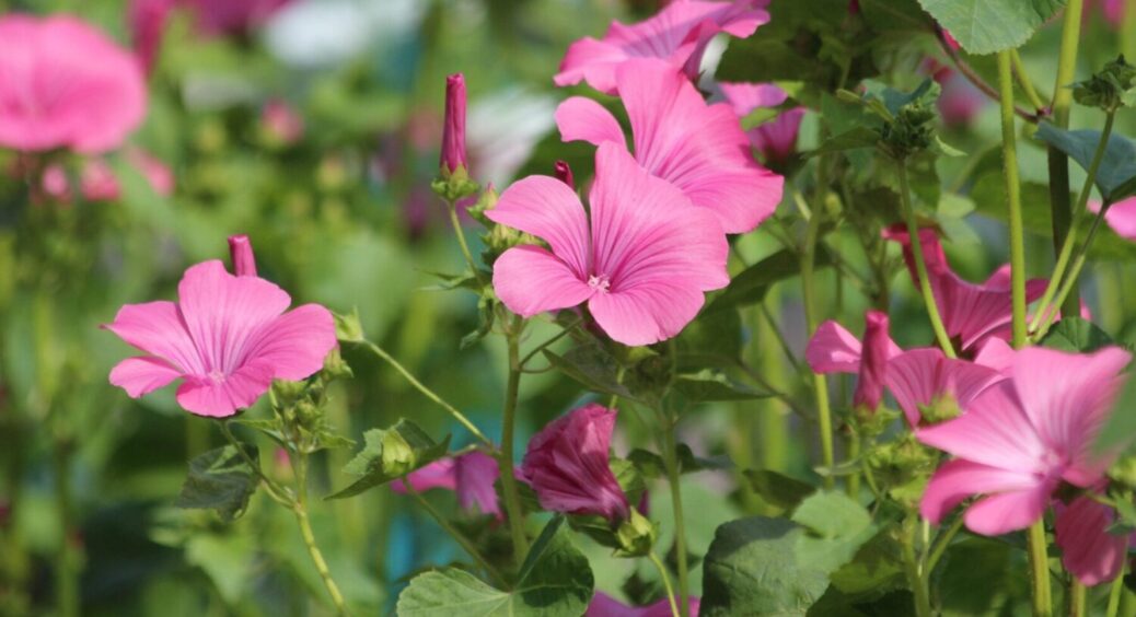 Не чорнобривці і не календула: ця квітка “3в1” – відлякує тлю, ос, і прикрашає садову ділянку 