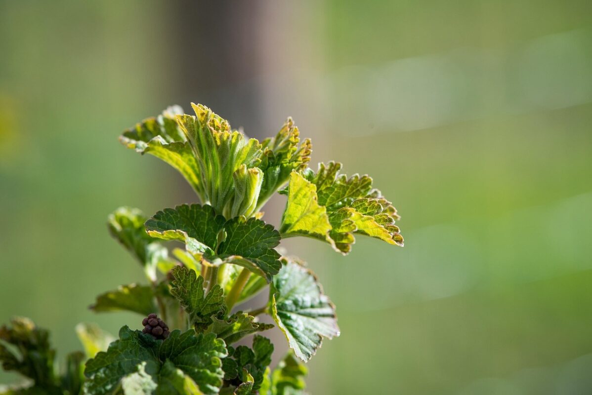Які ягідні кущі потрібно обрізати тільки в серпні Які ягідні кущі потрібно обрізати тільки в серпні