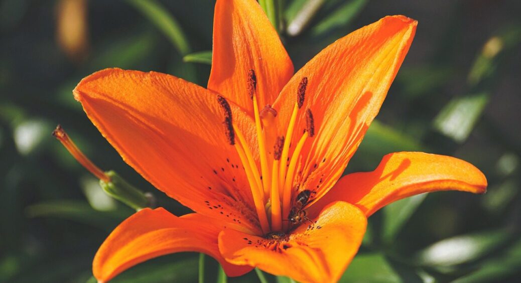 Ідеальний час для пересадки лілій восени: садовий експерт порадив, коли це зробити в 2025-му 