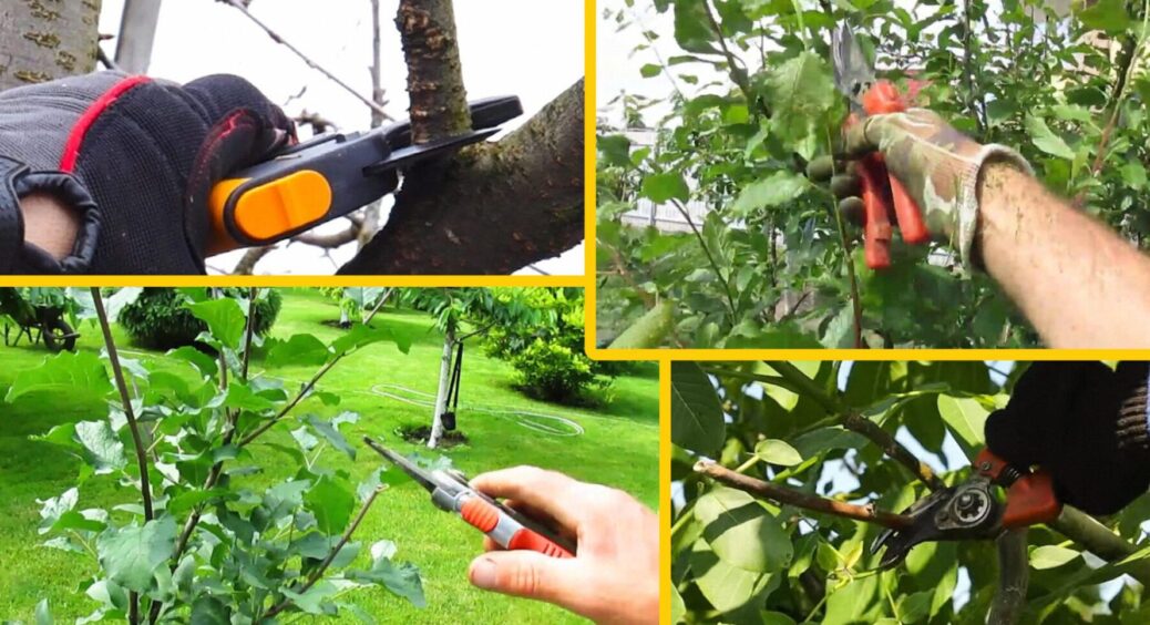 Не восени та не навесні: які плодові дерева обрізають ТІЛЬКИ влітку – врожай підвищиться вдвічі 