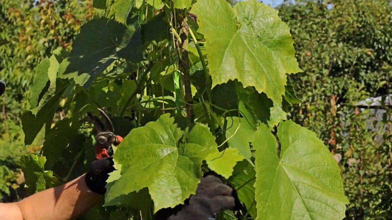 Садівники сказали, які дерева потрібно обрізати влітку