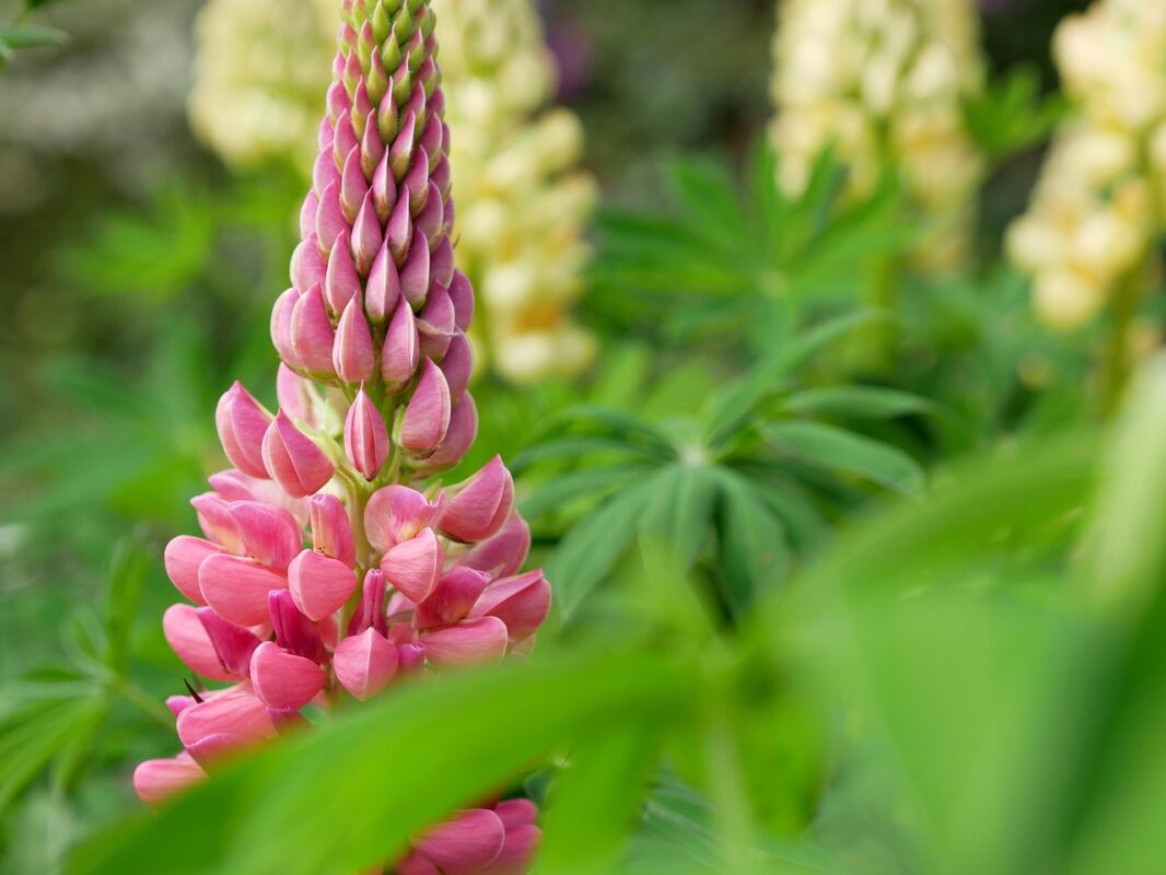 Садівники пояснили, які 5 багаторічників шикарно цвістимуть навесні-2026