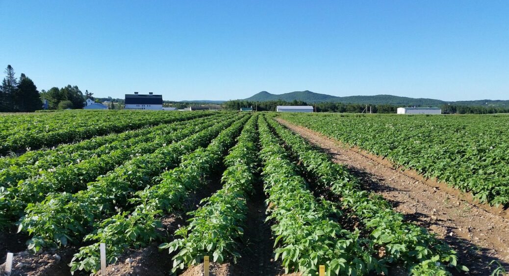 Як 1 рослина може зробити ґрунт легким, дихаючим і родючим – секрет врожайних грядок 