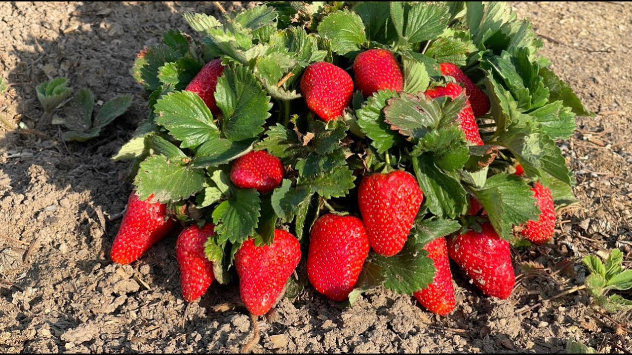 Агроном розповів, чим обробити полуницю восени