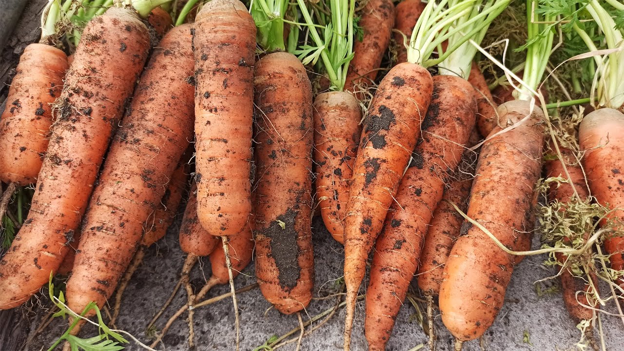 Агрономи назвали найурожайніші дати для посіву моркви під зиму в 2025-му