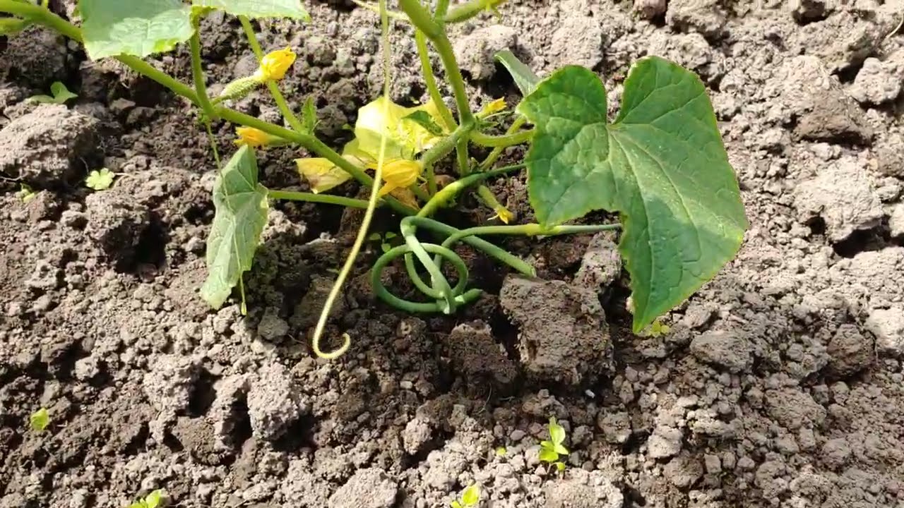 Агрономи розповіли, чим обробити огірки від гнилі