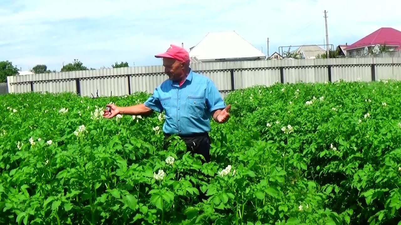 Дачники розповіли, чим підгодувати картоплю у серпні