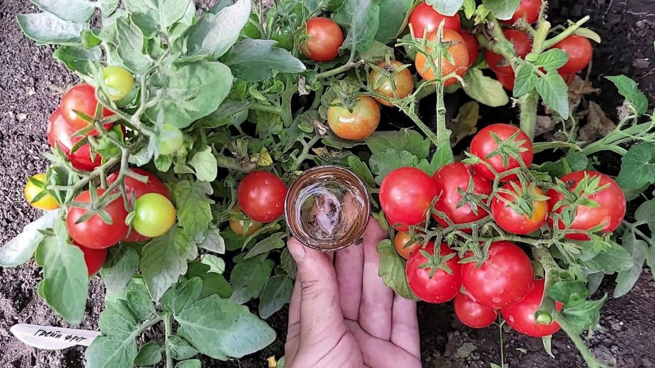 Аграрії розповіли, яке добриво врятує урожай томатів від перепадів погоди