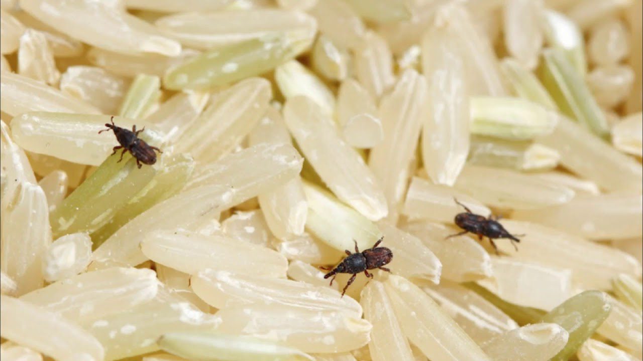 Як швидко позбутись жучків у крупах