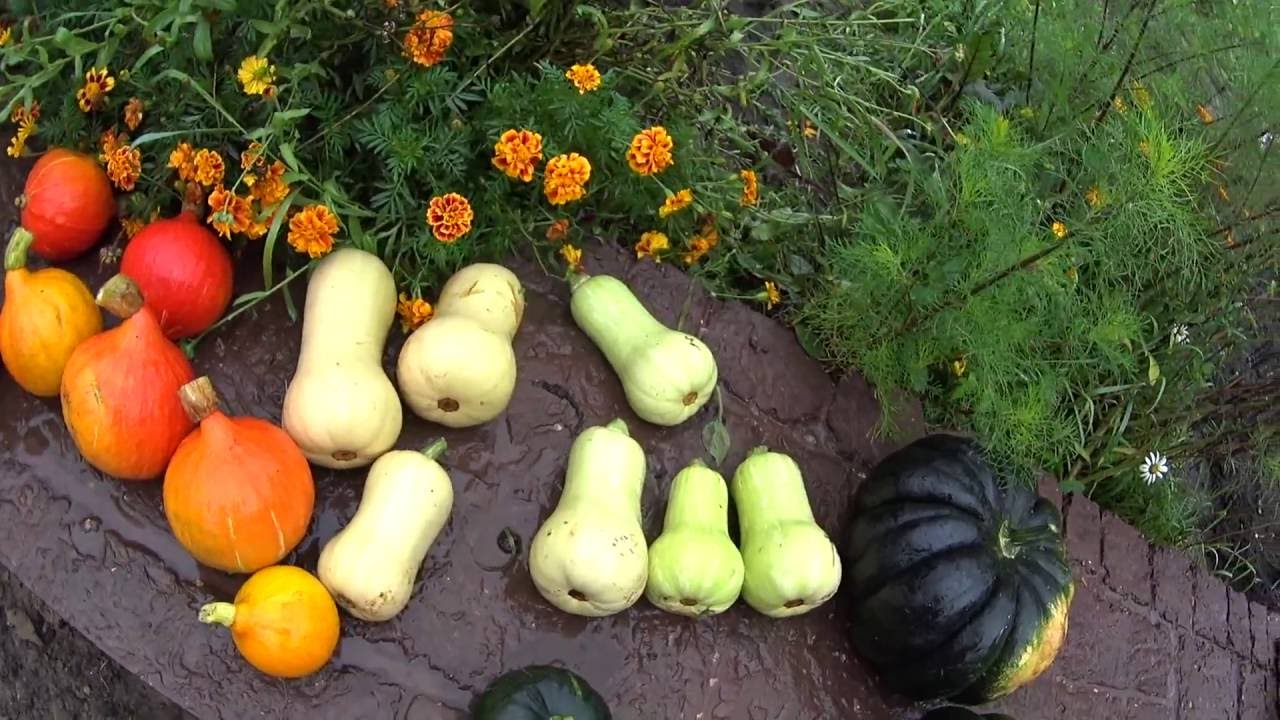 Дачники назвали чудовий спосіб зберігання гарбузів без погреба