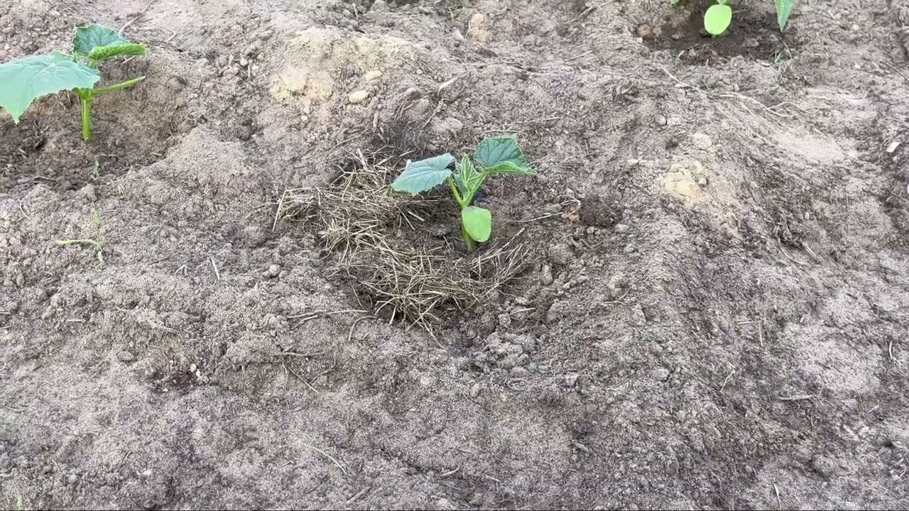 Чим обробити огірки від гнилі в серпні 2025 року