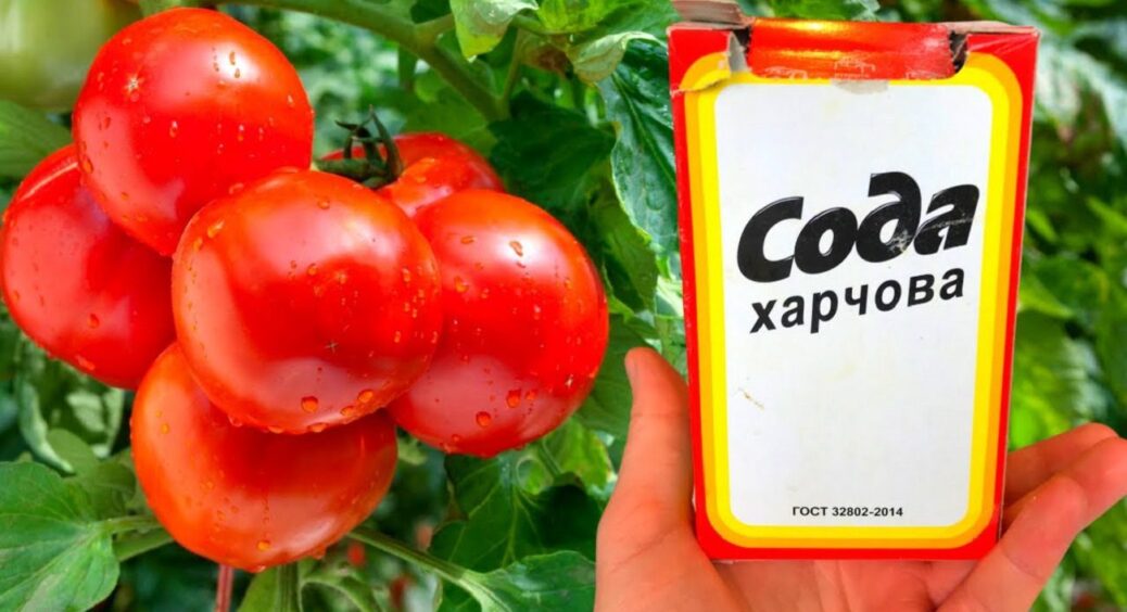 Не дріжджі і не зола, а сода і кислота: безкоштовне добриво потужніше у 100 разів — для томатів 