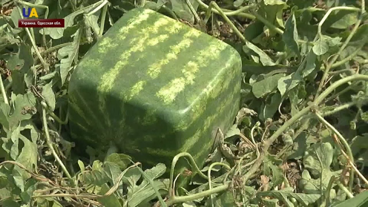 На Чернігівщині вирощують квадратні кавуни