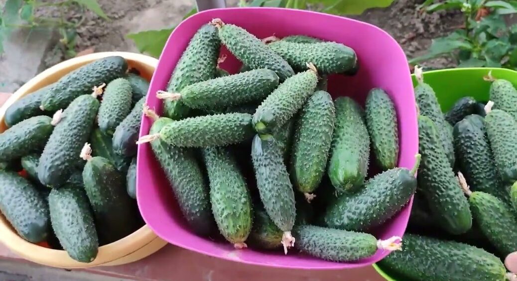 На Черкащині в жовтні огірки ще плодоносять 2-3 тижні: городники поливають їх цим розчином 
