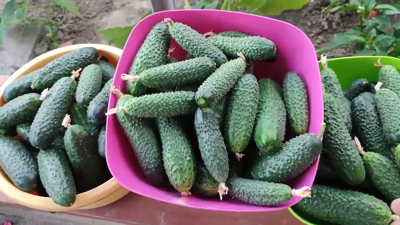Агрономи розповіли, як подовжити термін плодоношення огірків