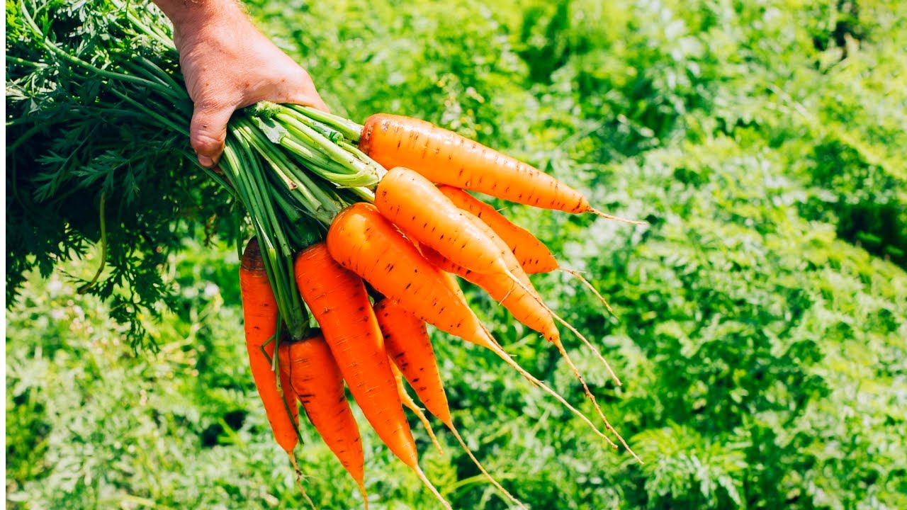 Експерти розповіли, як довго зберігати моркву без погреба 